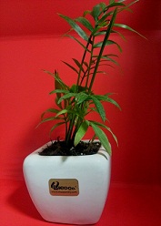 مراقبت از گیاه شامادورا